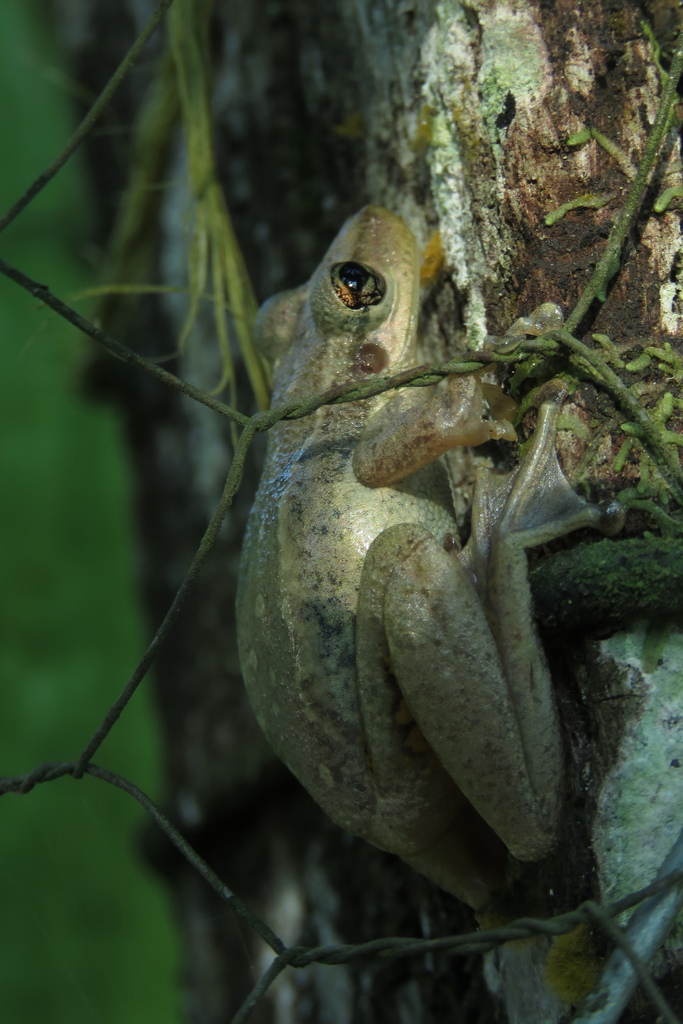 Snouted Tree Frogs From Puerto Caicedo Putumayo Colombia On September