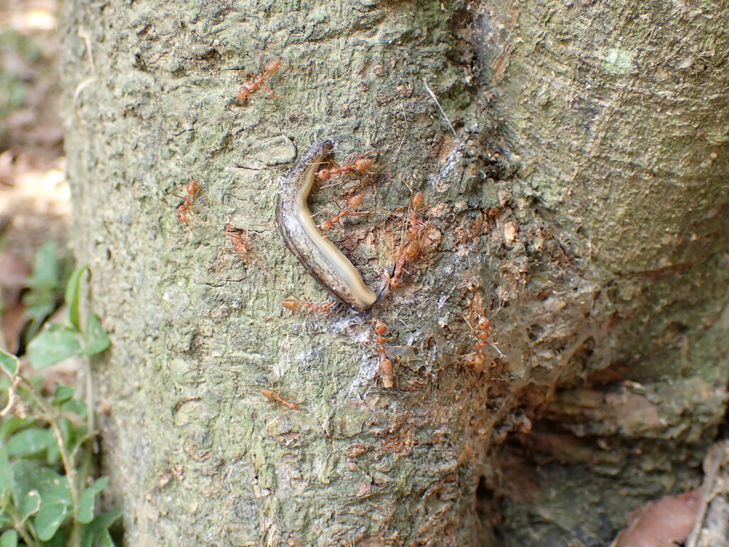 Asian Weaver Ant From Lions Nature Education Centre Sai Kung New