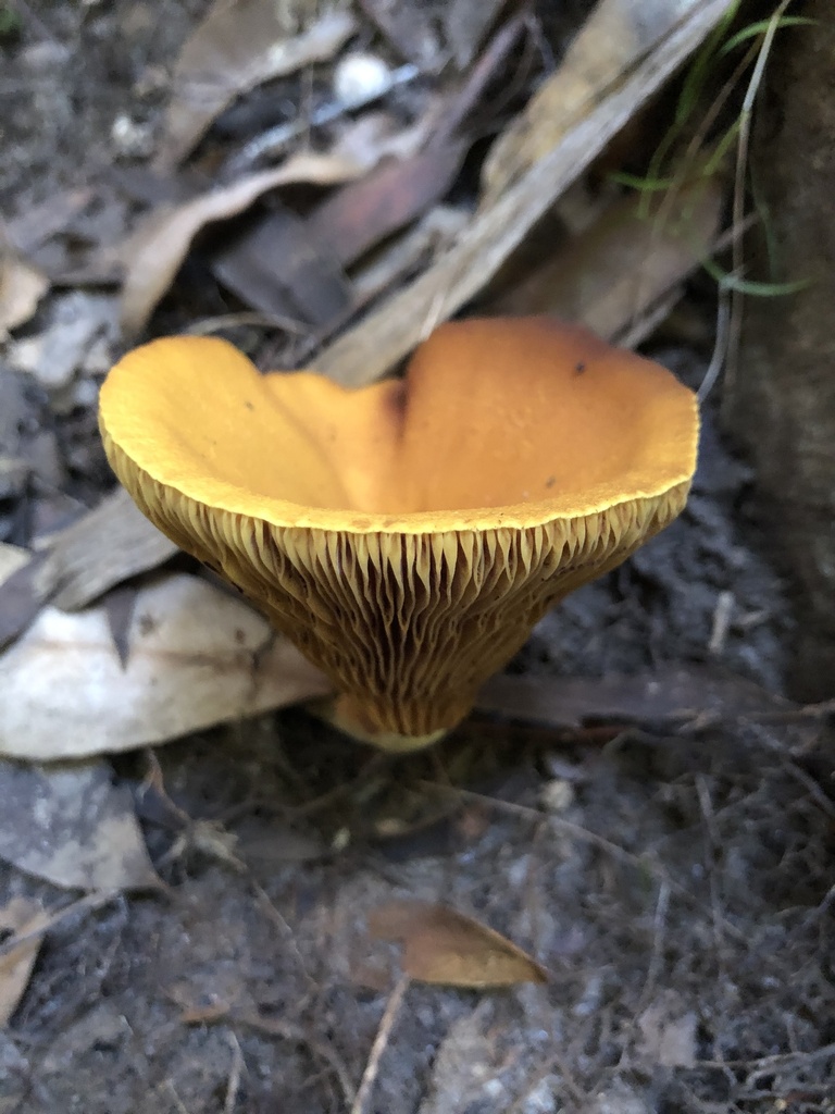 Austropaxillus Infundibuliformis From Niagara Park Nsw Au On June