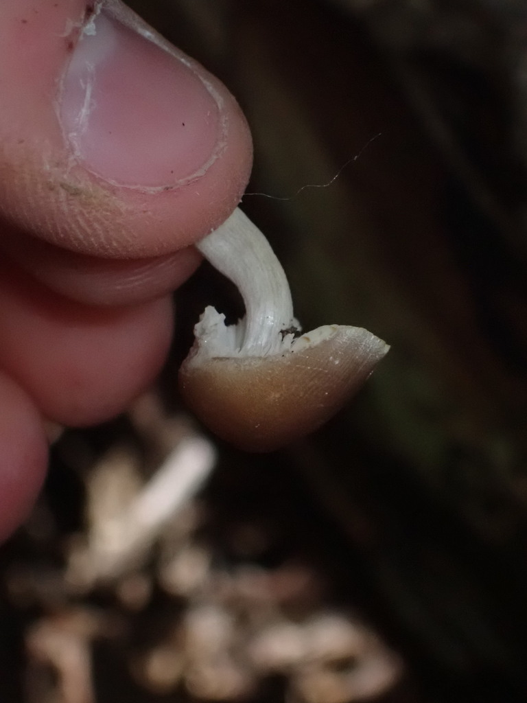 Common Gilled Mushrooms And Allies From Franklin County Mo Usa On