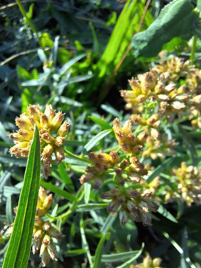 Flat Topped Goldenrod From Marcellus NY 13108 USA On October 2 2023