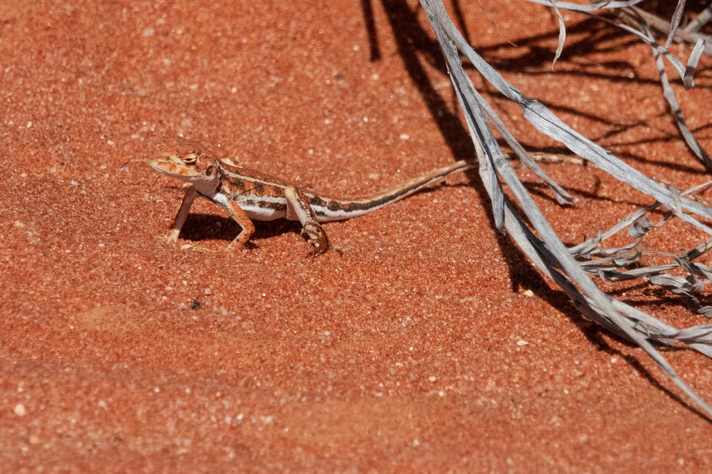 Red Backed Sand Dragon From Gidgealpa SA 5731 Australia On July 28