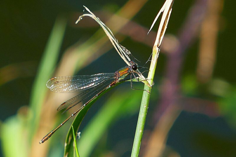 Western Willow Spreadwing From Lanvallay France On October