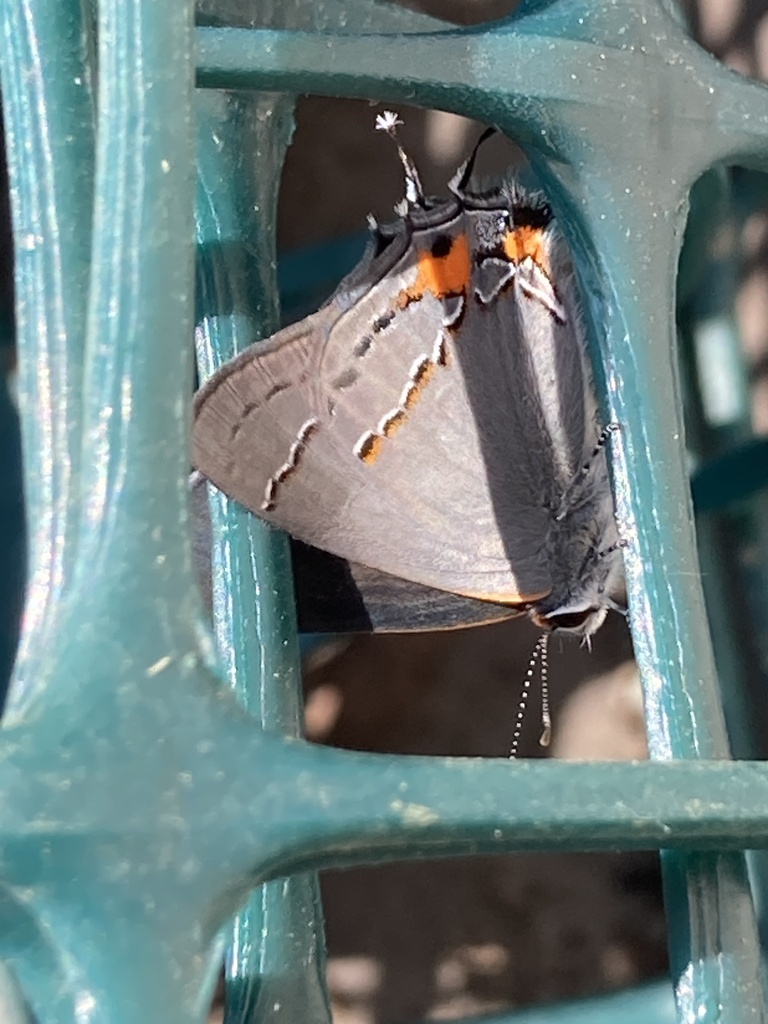 Gray Hairstreak From Pleasant Ave Canonsburg Pa Us On October