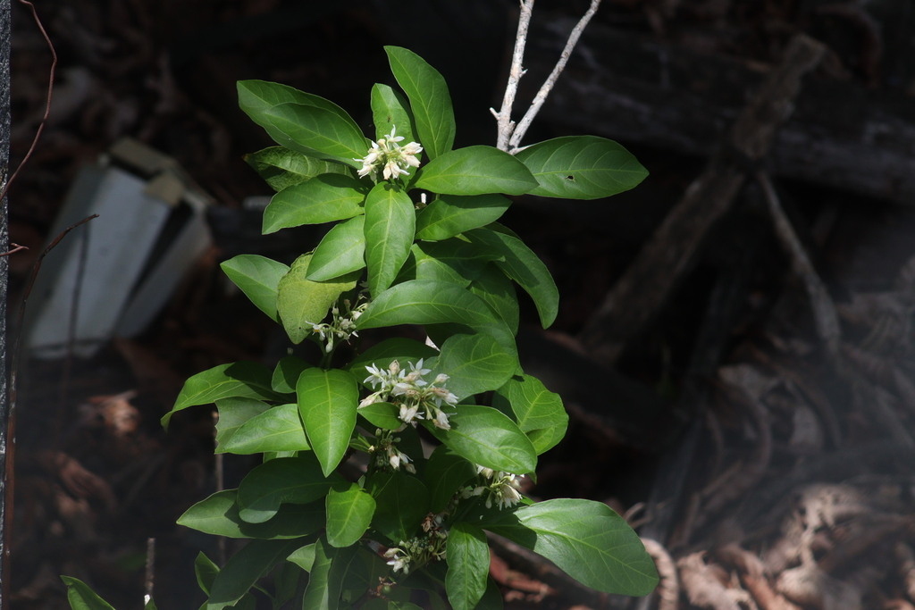 Solanum pubigerum from 29960 Palenque Chis México on July 25 2023