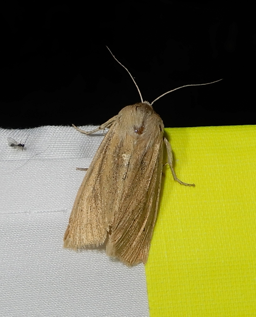 Large Wainscot Moth From Sarnia ON Canada On October 3 2023 At 08 53