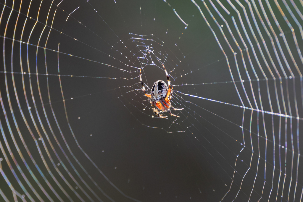 Red Femured Spotted Orbweaver From Duck Nc On October At