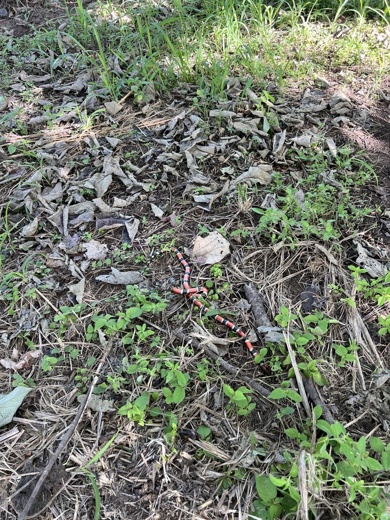 Central American Coralsnake From Zamorano San Antonio De Oriente