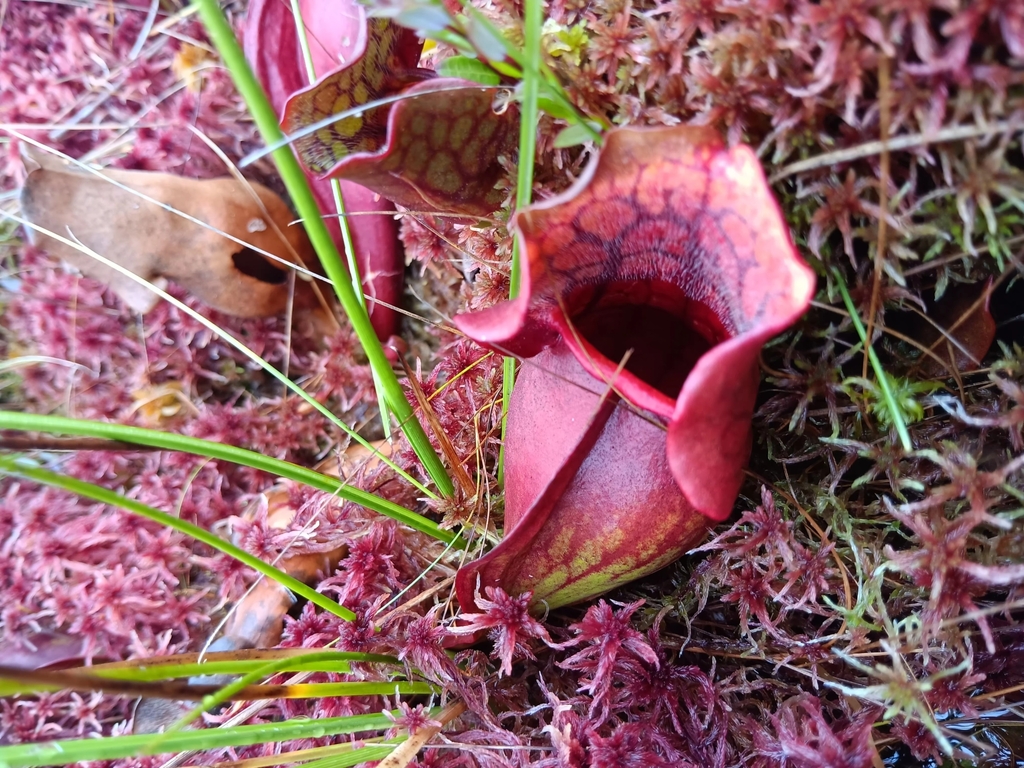 Purple Pitcher Plant In October 2023 By Oopsydazy INaturalist