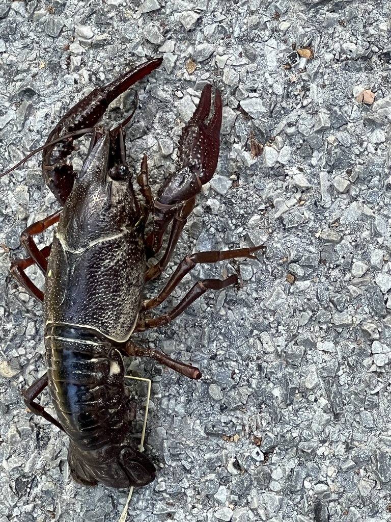 Cambarid Crayfishes From S Shore Rd Byram Township NJ US On October