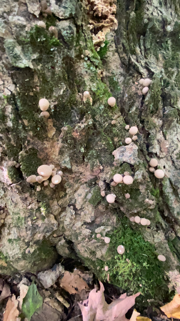 Trooping Crumble Cap From Rutland County Us Vt Us On September