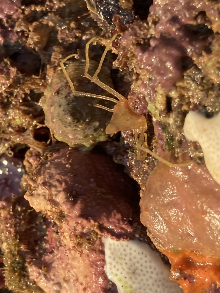 Spider Crabs And Decorator Crabs From Port Hedland Wa Australia On