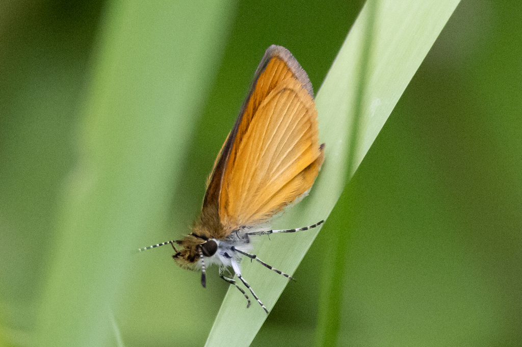 Least Skipper From Visitor Centre Algonquin Provincial Park Ontario