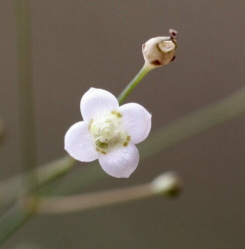 Mitrasacme Scrithicola Inaturalist