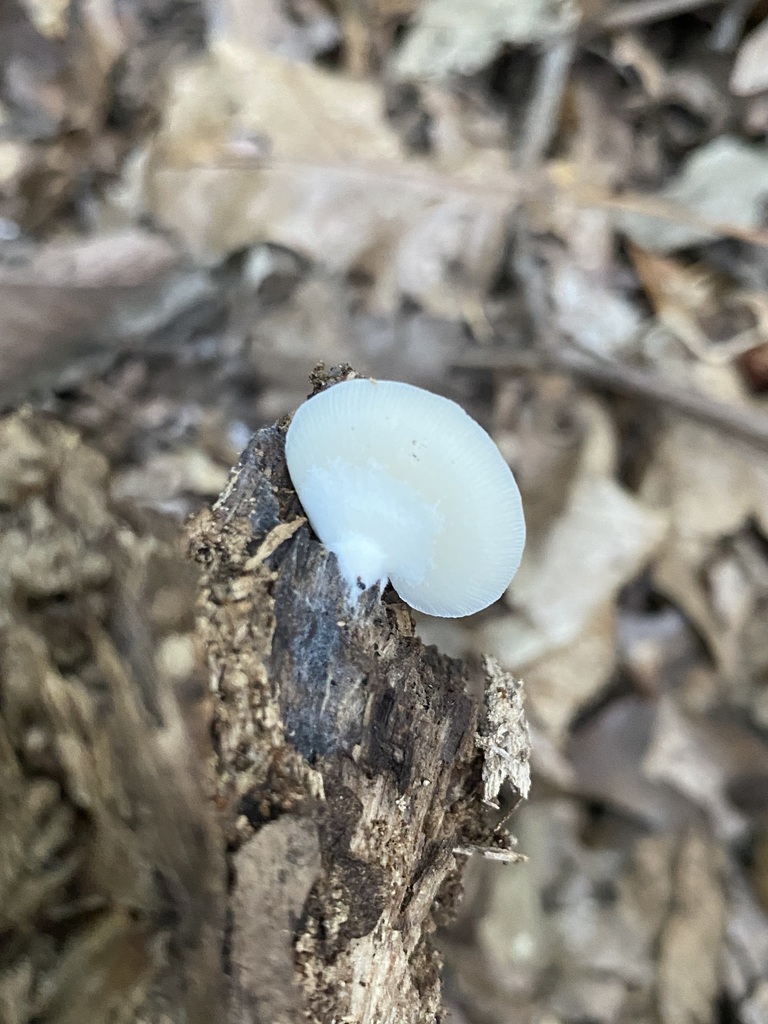 Oysterlings In October 2023 By Jim INaturalist