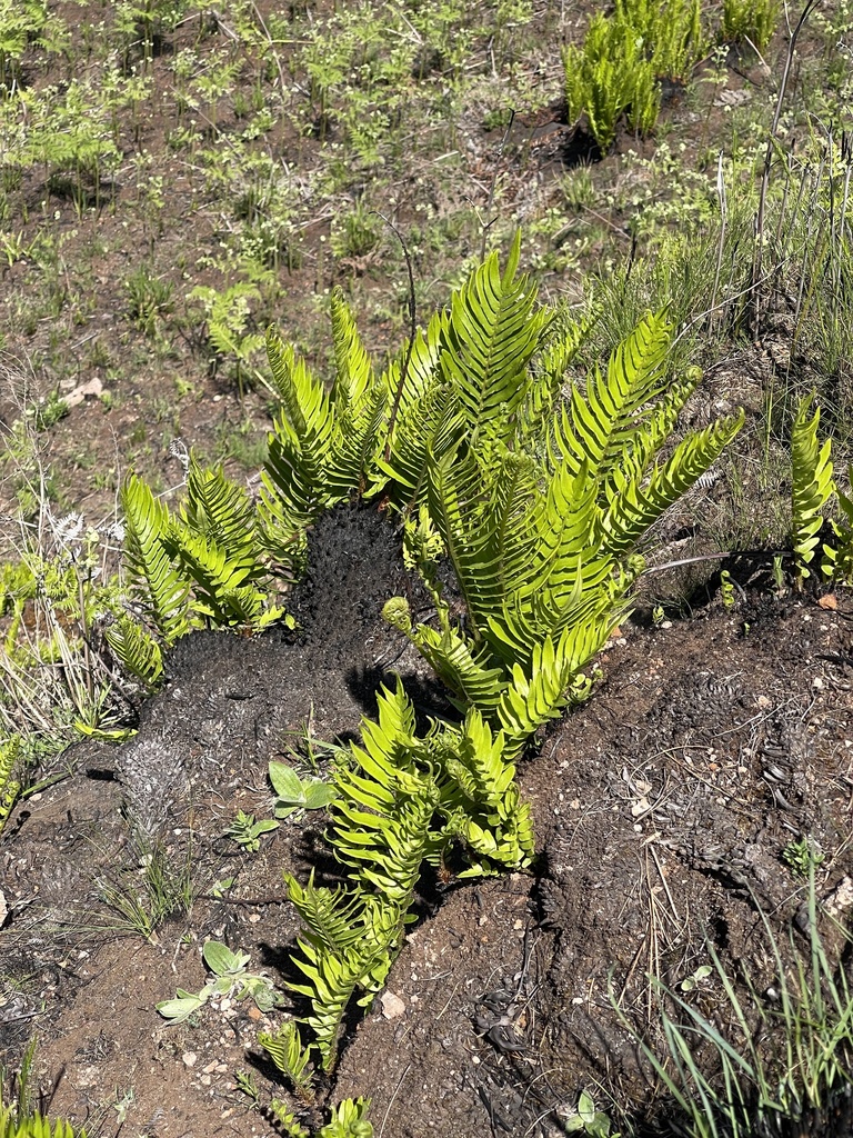 Leathery Hard Fern From Greater Tzaneen Rural Tzaneen Lp Za On