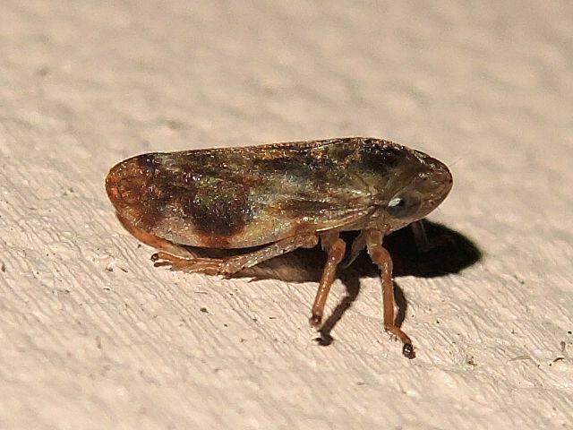 Meadow Spittlebug In October 2023 By Privatenoaccess INaturalist