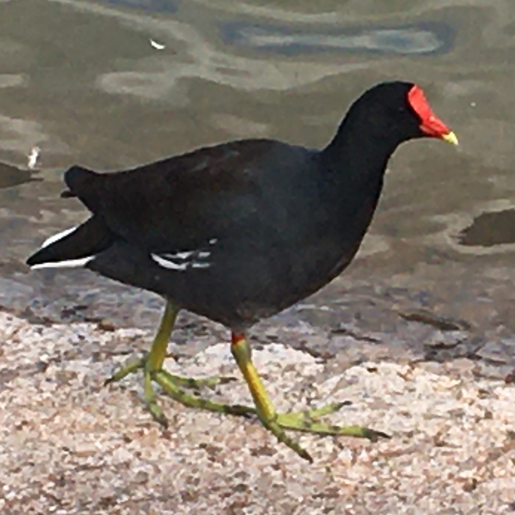 Common Gallinule From Bosque De Chapultepec Ii Secc Ciudad De