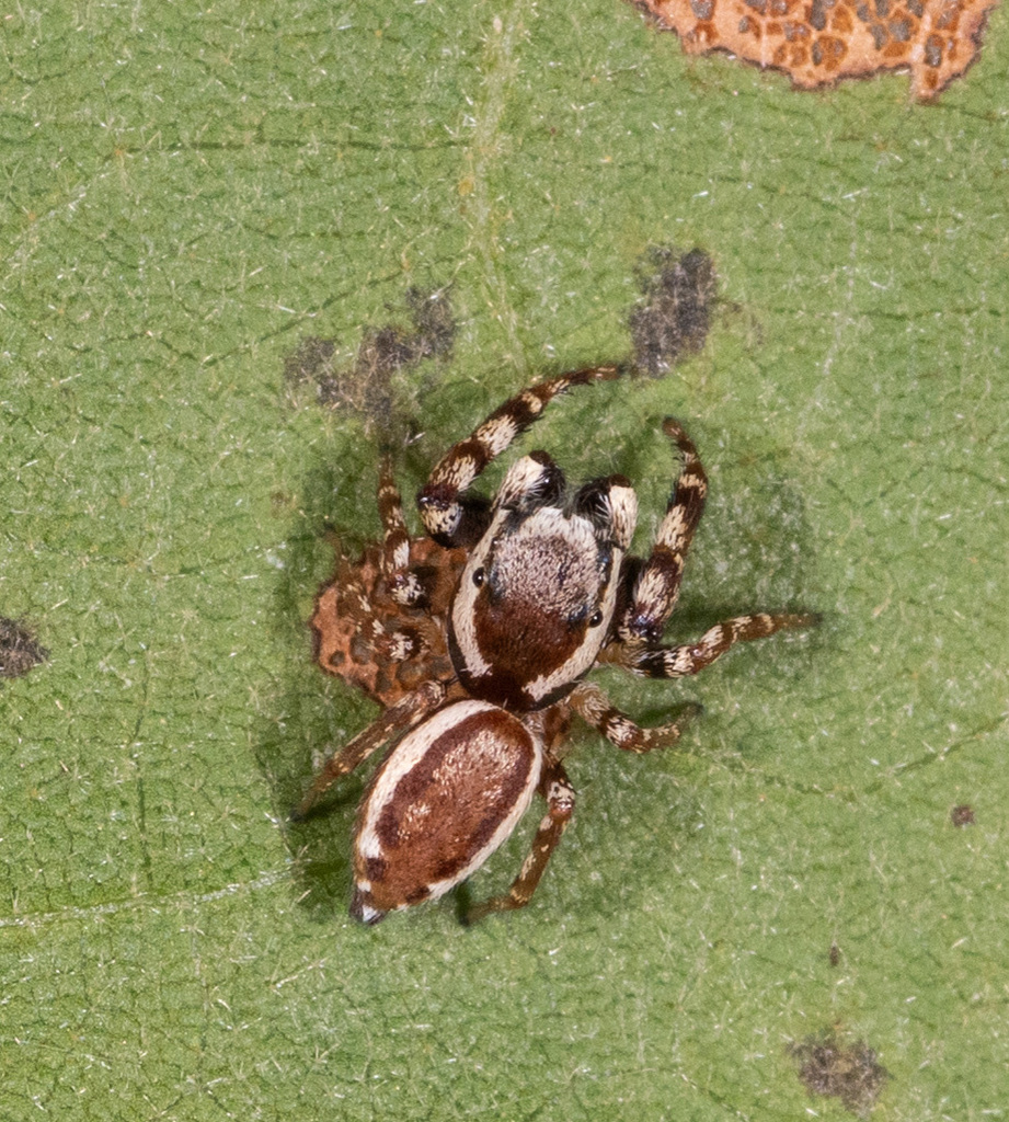 Common White Cheeked Jumping Spider From Dorchester County Md Usa On