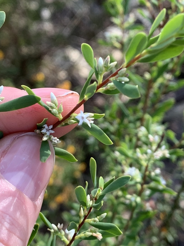 Blunt Beard Heath From Capertee National Park Bogee Nsw Au On