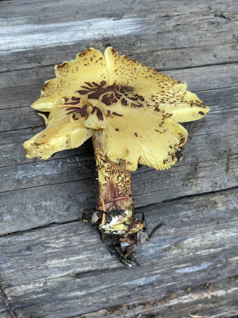 Common Gilled Mushrooms And Allies From Deschutes National Forest Camp