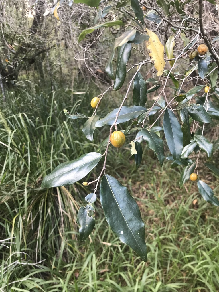 Petalostigma Triloculare From Cooloola Recreation Area Como QLD AU