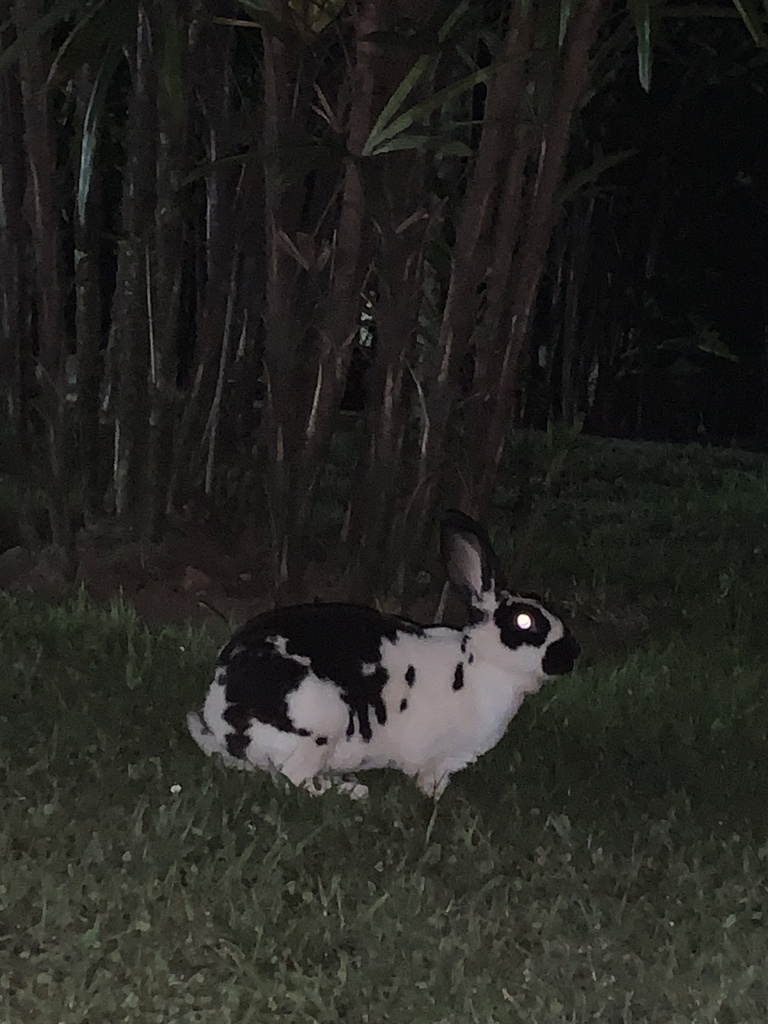 European Rabbit from Carrera 25 Medellín Antioquia CO on December 13