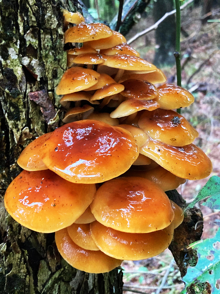 Common Gilled Mushrooms And Allies From Sharon Ma Usa On September