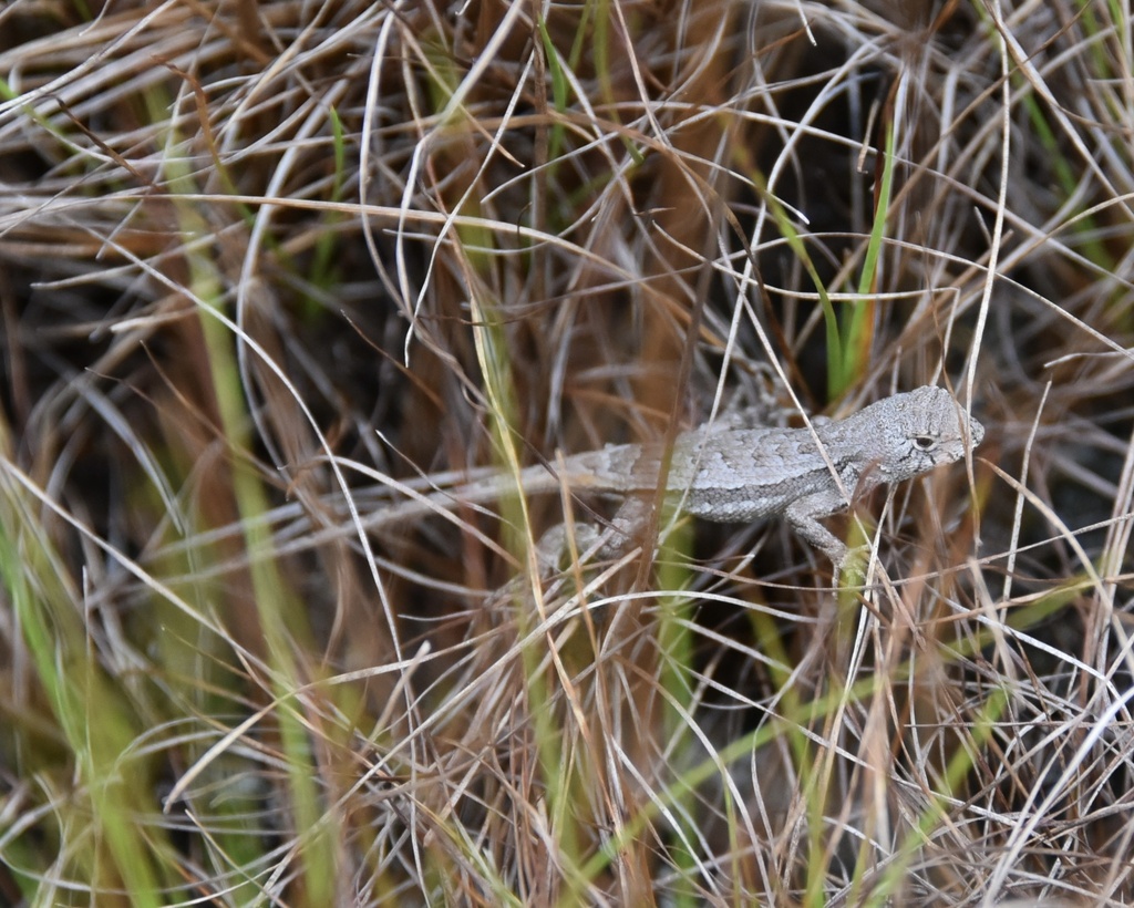 Florida Scrub Lizard In October 2023 By Connor OBrien INaturalist