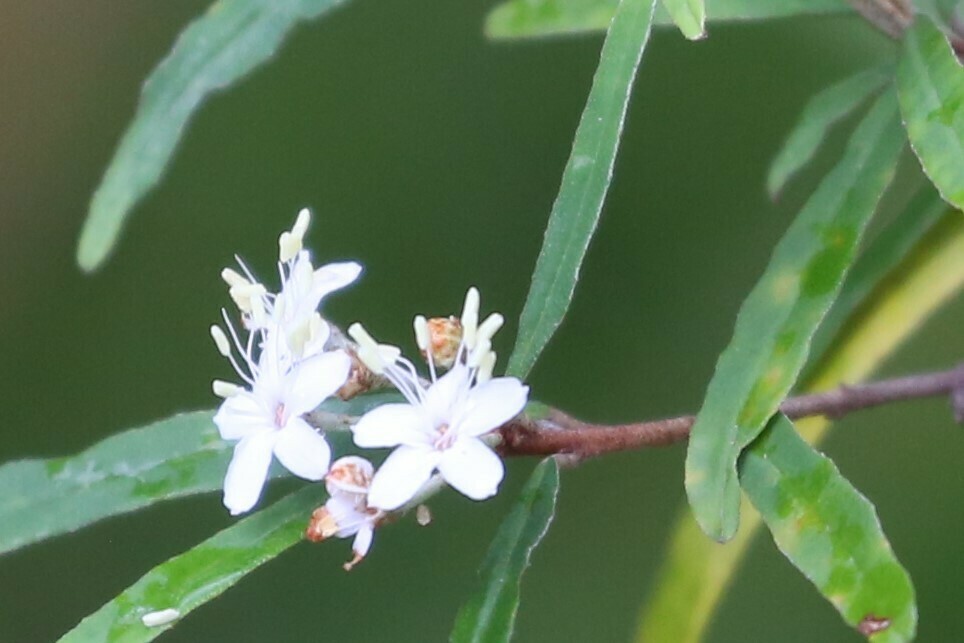 Wallum Phebalium From Ringtail Creek Qld Australia On October