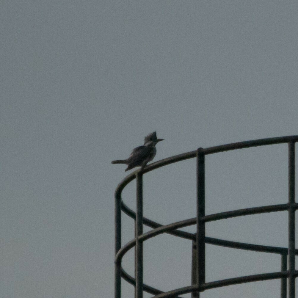 Crested Kingfisher From Yoroushi Nakashibetsu Shibetsu District