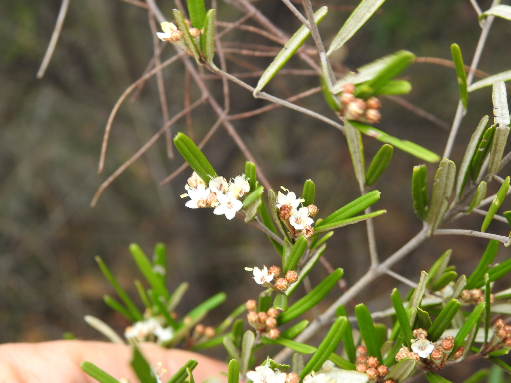 Wallum Phebalium From Takura QLD 4655 Australia On October 9 2023 At