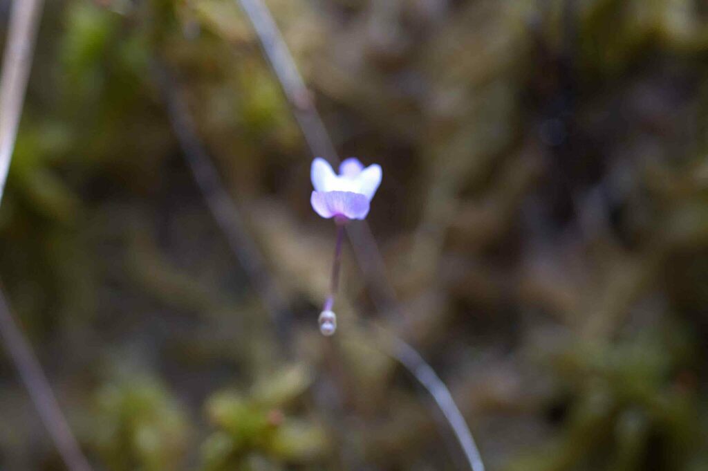 Utricularia In May By Moses Michelsohn Inaturalist