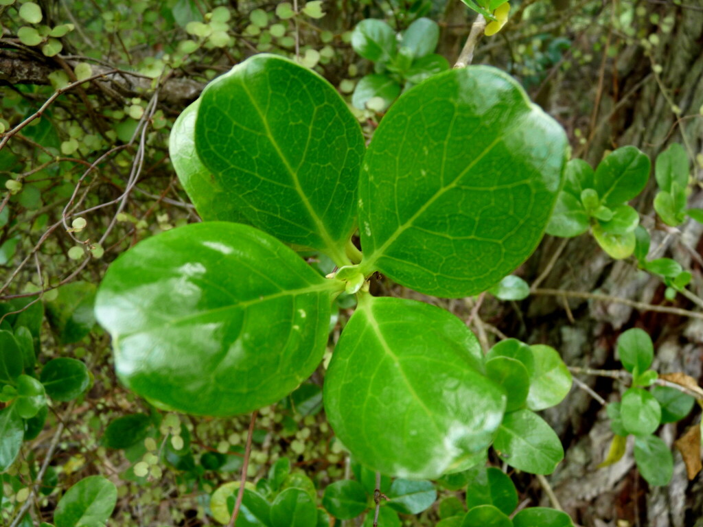 Taupata From Rabbit Island New Zealand On October At Pm