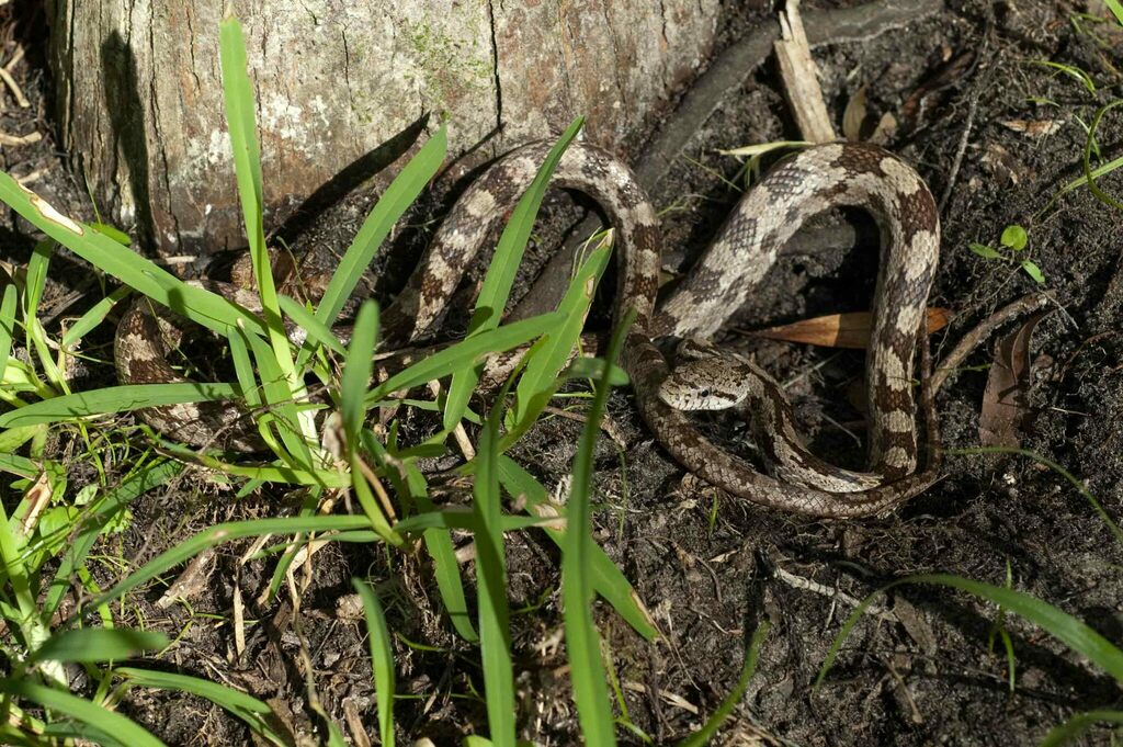 Eastern Ratsnake In June 2010 By Moses Michelsohn INaturalist