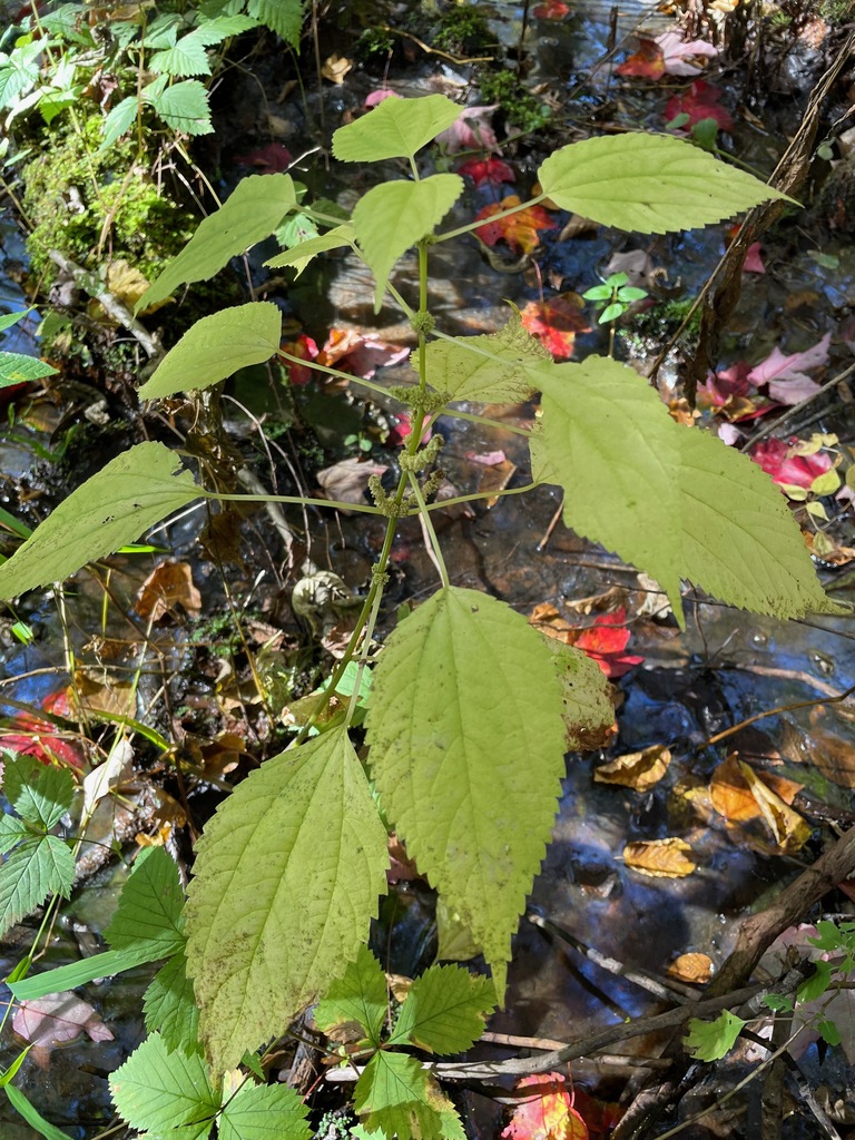 False Nettle From Whiting Vt Usa On October At Pm By