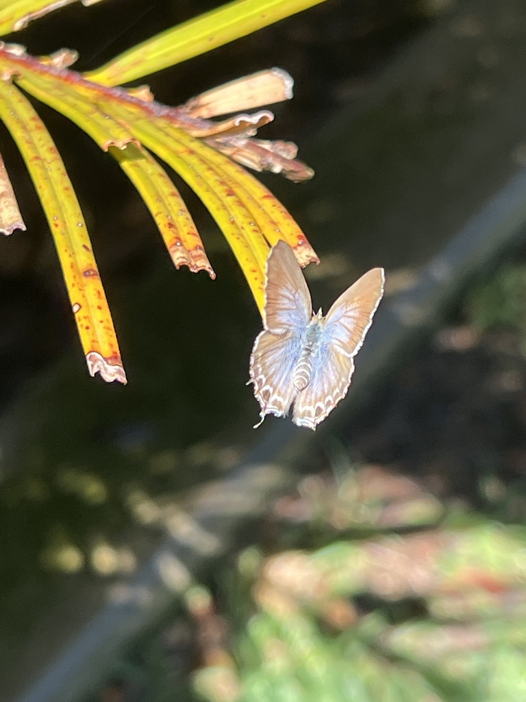 Butterflies And Moths From Aquativity Water Park South Brisbane QLD