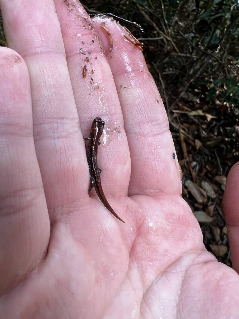 Dusky Salamanders From Pisgah National Forest Canton Nc Us On