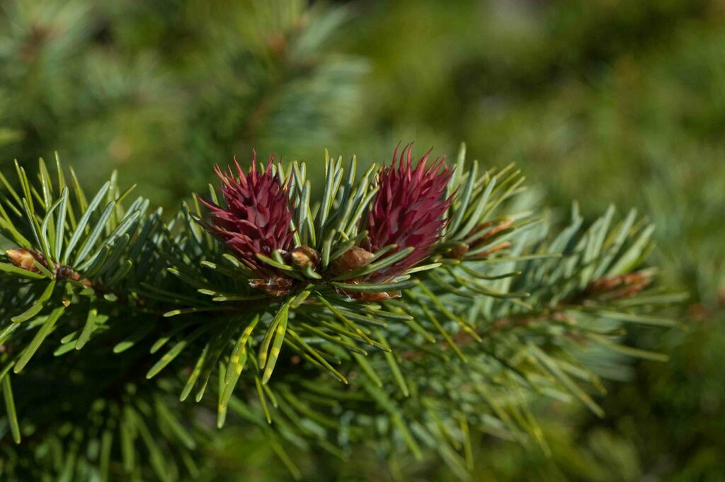 Coast Douglas Fir In July By Moses Michelsohn Inaturalist