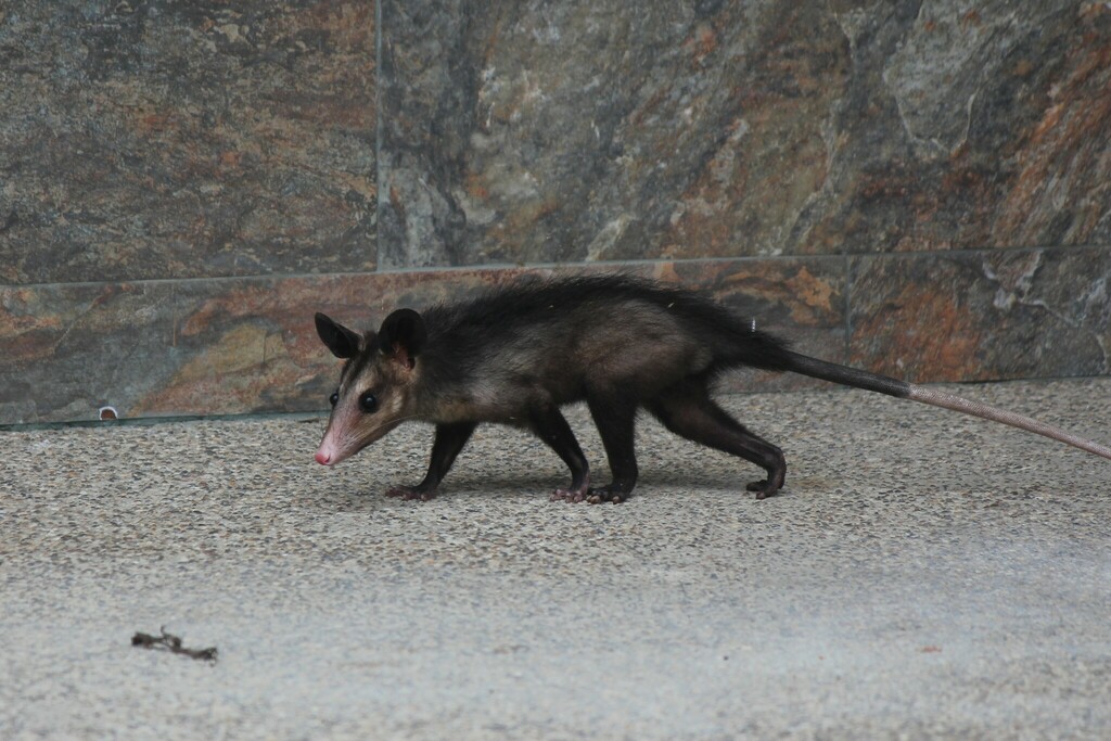 Southern Opossum From Manta Ecuador On July 23 2023 At 01 04 PM By