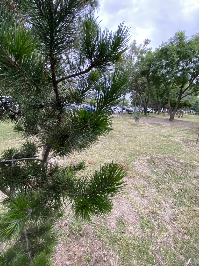 Mexican Pinyon From Parque Metropolitano De Guadalajara Zapopan Jal