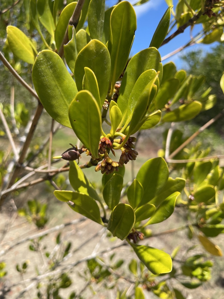 Smooth Fruited Yellow Mangrove From Bassett Basin Fish Habitat Area