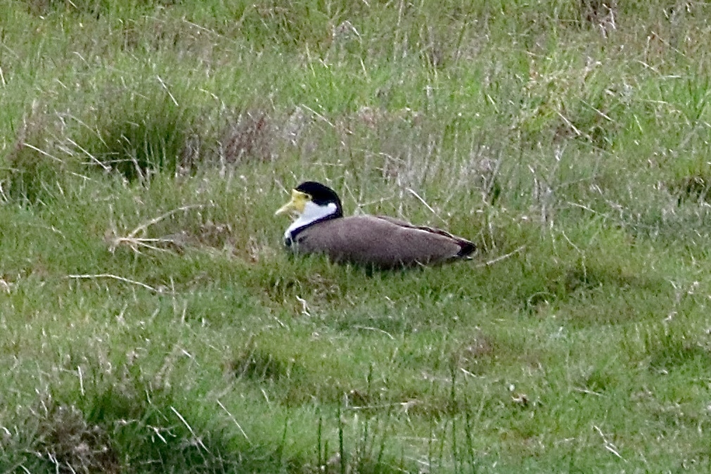 Black Shouldered Lapwing From Jarrahmond VIC 3888 Australia On October