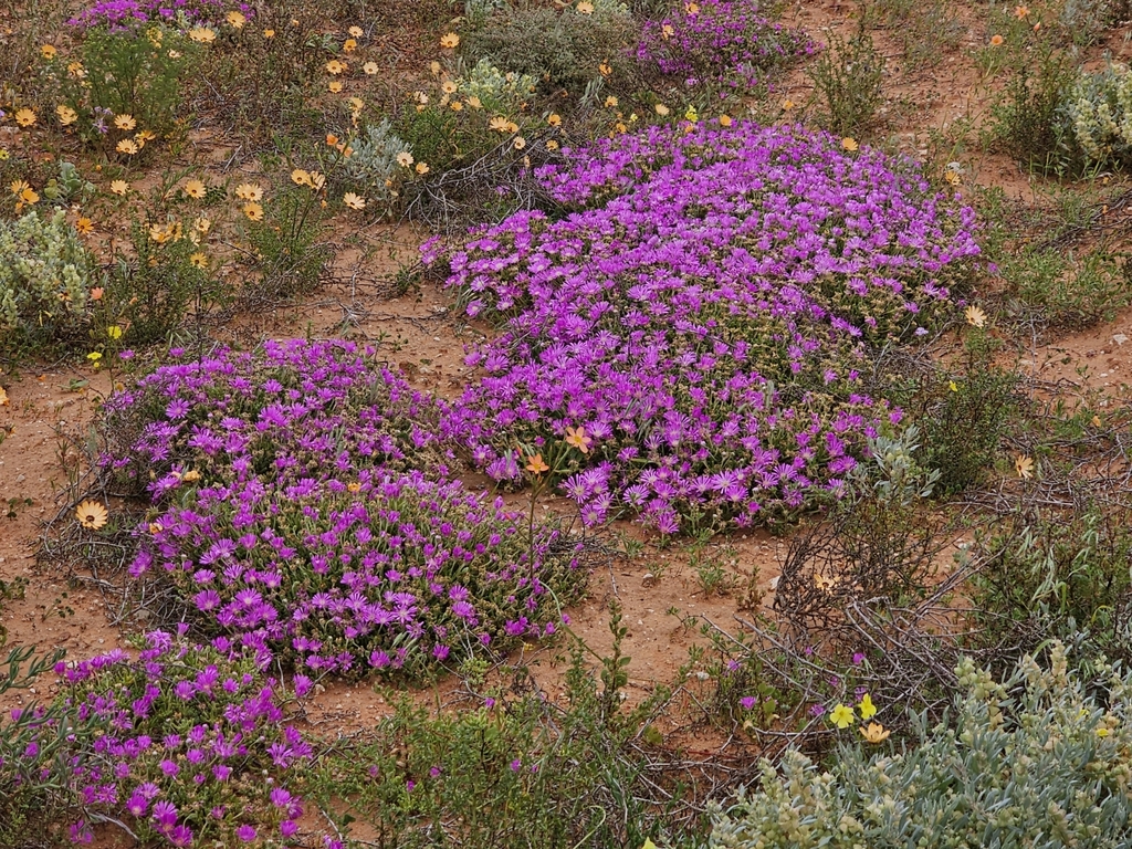 Pale Dewplant From Matzikama Local Municipality South Africa On August