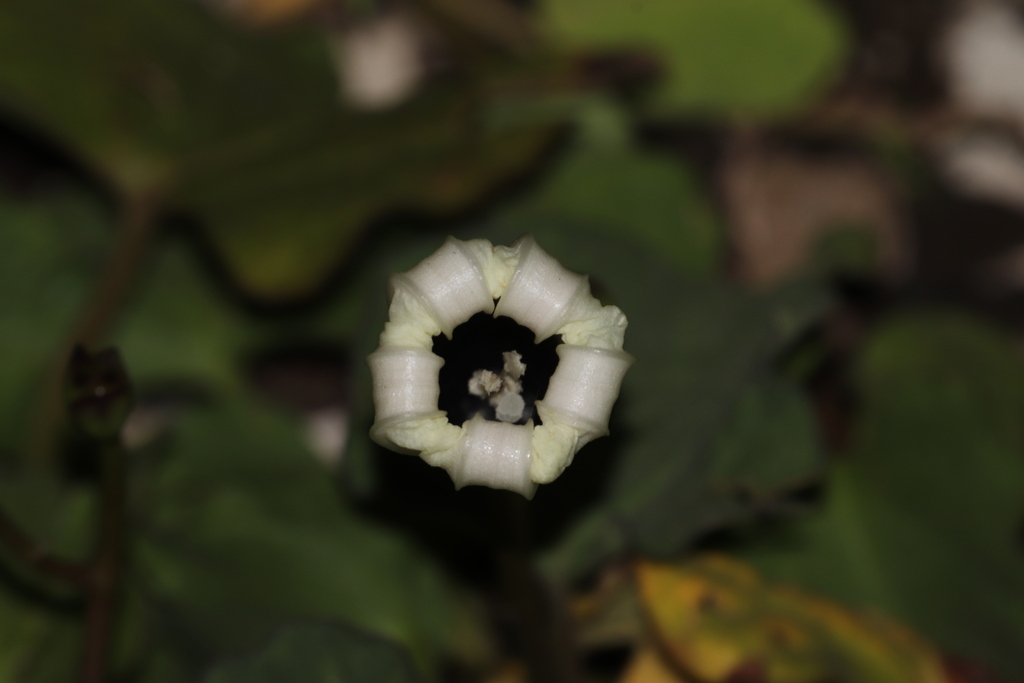 Ipomoea Scopulorum From Mazatl N Sin M Xico On October At