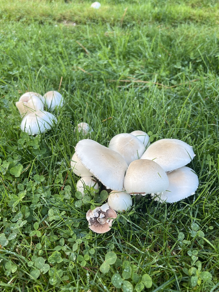 Agaricus Sect Xanthodermatei From University Of Oregon Eugene OR US