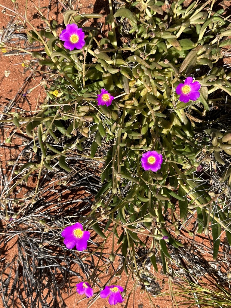 Pinks Cactuses And Allies From Ulu U Kata Tju A National Park