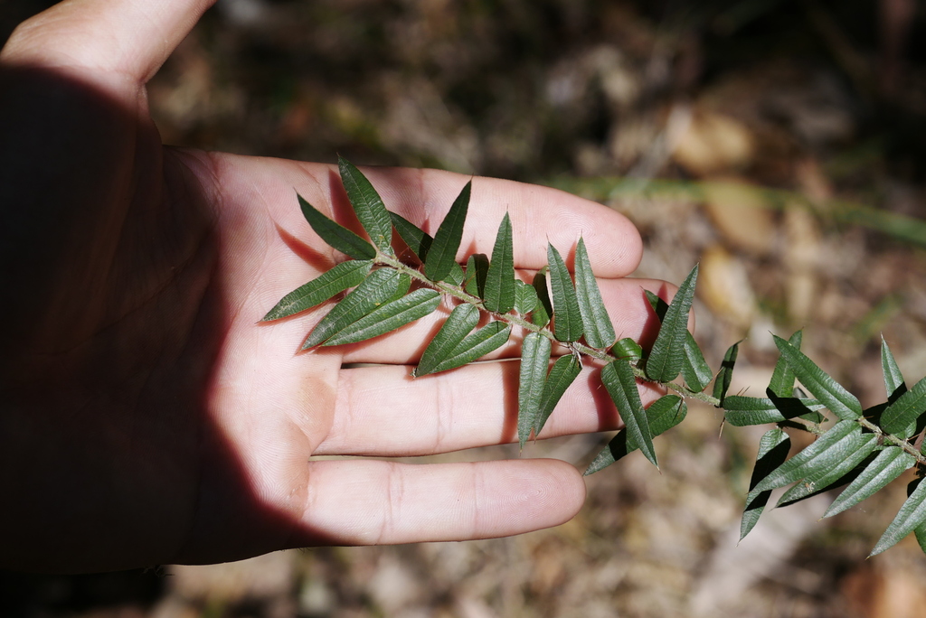 Spiny Shaggy Pea From Nathan Queensland Australia On October 13 2023