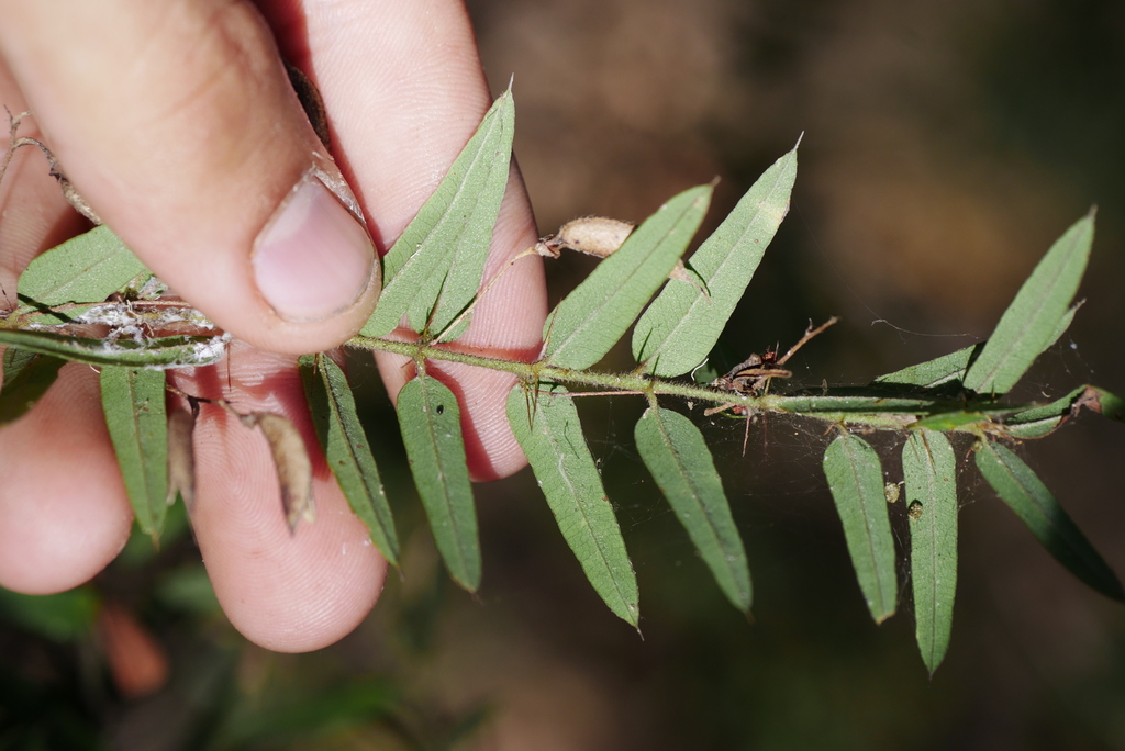 Spiny Shaggy Pea From Mount Gravatt Queensland Australia On October