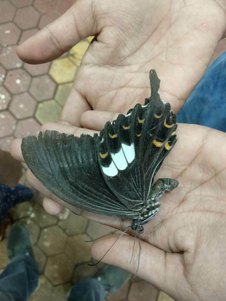 Large Spotted Helen From Nangala Village Bittangala Post Virajpet